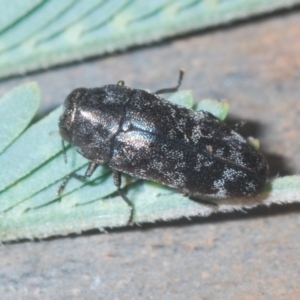 Diphucrania sp. (genus) at Stromlo, ACT - 7 Mar 2021