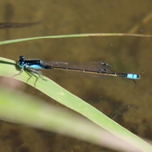 Ischnura heterosticta at Gordon, ACT - 9 Mar 2021