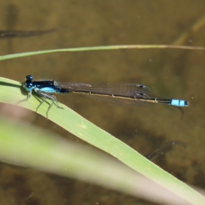 Ischnura heterosticta (Common Bluetail Damselfly) at Gordon, ACT - 9 Mar 2021 by RodDeb