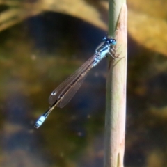 Ischnura heterosticta at Gordon, ACT - 9 Mar 2021