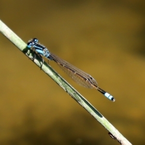 Ischnura heterosticta at Gordon, ACT - 9 Mar 2021