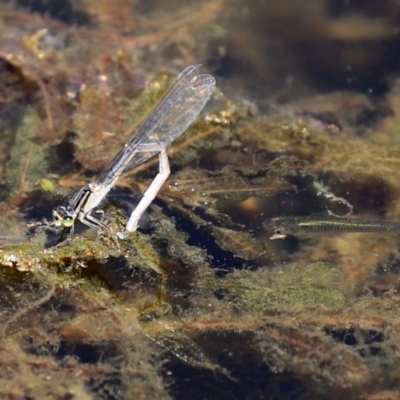 Ischnura heterosticta (Common Bluetail Damselfly) at Gordon, ACT - 9 Mar 2021 by RodDeb