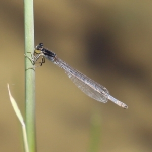 Ischnura heterosticta at Gordon, ACT - 9 Mar 2021