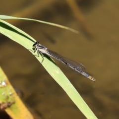 Ischnura heterosticta at Gordon, ACT - 9 Mar 2021