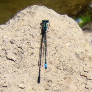 Austroagrion watsoni at Gordon, ACT - 9 Mar 2021