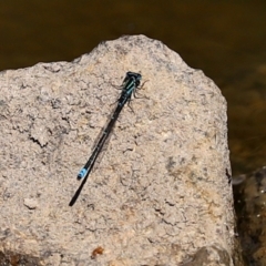 Austroagrion watsoni at Gordon, ACT - 9 Mar 2021