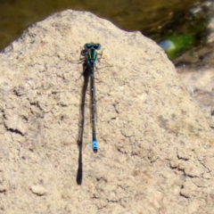 Austroagrion watsoni at Gordon, ACT - 9 Mar 2021 12:54 PM