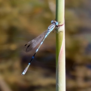 Austrolestes leda at Gordon, ACT - 9 Mar 2021 01:00 PM