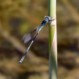 Austrolestes leda at Gordon, ACT - 9 Mar 2021 01:00 PM