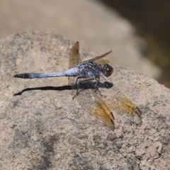 Orthetrum caledonicum (Blue Skimmer) at Gordon, ACT - 9 Mar 2021 by RodDeb