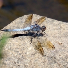 Orthetrum caledonicum at Gordon, ACT - 9 Mar 2021