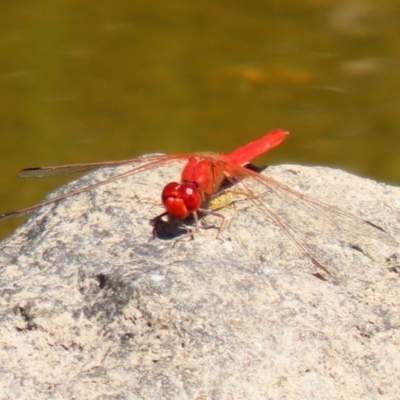 Diplacodes haematodes (Scarlet Percher) at Gordon, ACT - 9 Mar 2021 by RodDeb