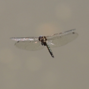 Hemicordulia australiae at Tuggeranong DC, ACT - 9 Mar 2021 12:27 PM