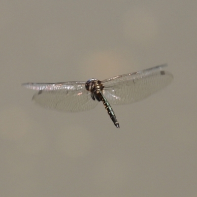 Hemicordulia australiae (Australian Emerald) at Tuggeranong DC, ACT - 9 Mar 2021 by RodDeb