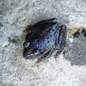 Litoria lesueuri at Cotter River, ACT - 9 Mar 2021