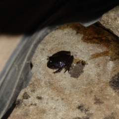 Litoria lesueuri at Cotter River, ACT - 9 Mar 2021