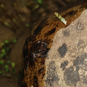 Litoria lesueuri at Cotter River, ACT - 9 Mar 2021