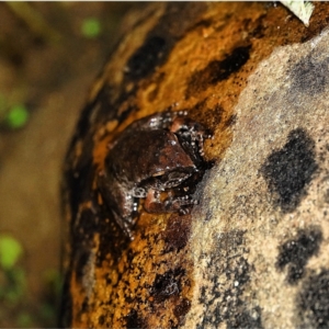 Litoria lesueuri at Cotter River, ACT - 9 Mar 2021