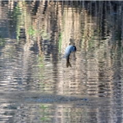 Oncorhynchus mykiss (Rainbow Trout) at Cotter River, ACT - 9 Mar 2021 by Ct1000