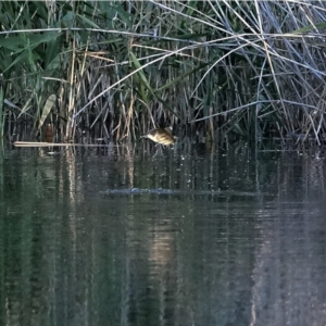 Oncorhynchus mykiss at Cotter River, ACT - 9 Mar 2021