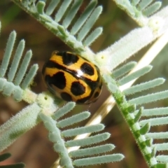 Peltoschema oceanica (Oceanica leaf beetle) at Paddys River, ACT - 8 Mar 2021 by Christine