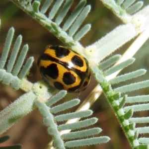 Peltoschema oceanica at Paddys River, ACT - 8 Mar 2021 10:11 AM