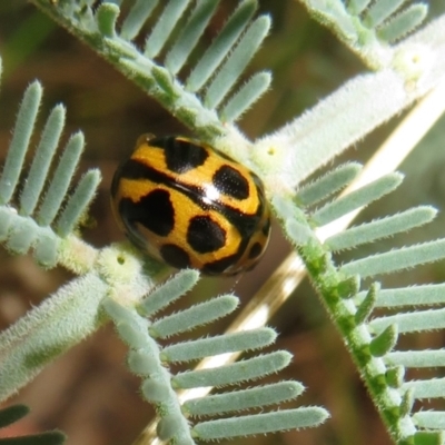 Peltoschema oceanica (Oceanica leaf beetle) at Paddys River, ACT - 8 Mar 2021 by Christine