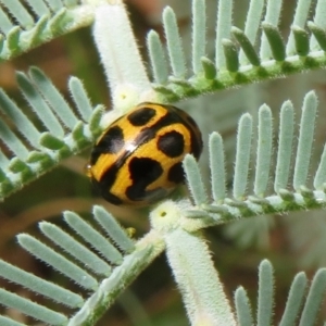 Peltoschema oceanica at Paddys River, ACT - 8 Mar 2021