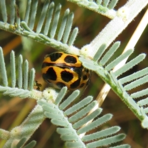 Peltoschema oceanica at Paddys River, ACT - 8 Mar 2021 10:11 AM