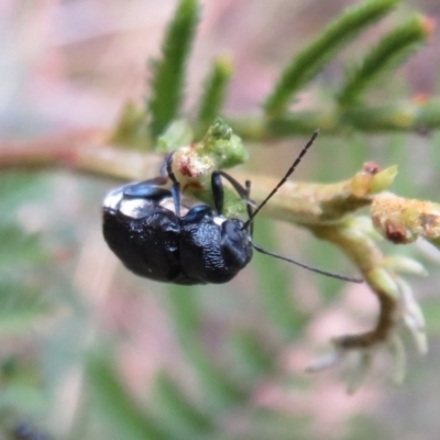 Aporocera (Aporocera) scabrosa (Leaf beetle) at Paddys River, ACT - 7 Mar 2021 by Christine