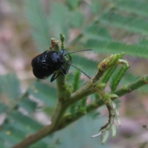 Aporocera (Aporocera) scabrosa at Paddys River, ACT - 8 Mar 2021