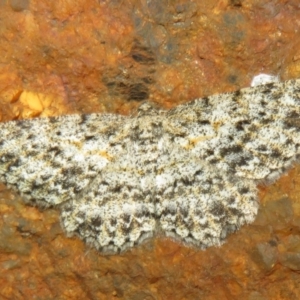 Thallogama pansticta at Tidbinbilla Nature Reserve - 8 Mar 2021 09:44 AM