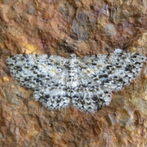 Thallogama pansticta at Tidbinbilla Nature Reserve - 8 Mar 2021 09:44 AM