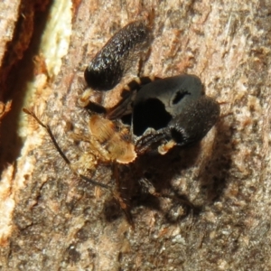 Ptilocnemus lemur at Paddys River, ACT - 8 Mar 2021