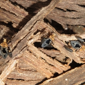 Ptilocnemus lemur at Paddys River, ACT - 8 Mar 2021