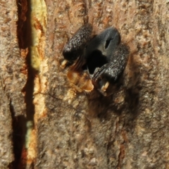 Ptilocnemus lemur at Paddys River, ACT - 8 Mar 2021