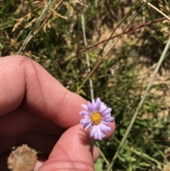 Brachyscome scapigera (Tufted Daisy) at Tantangara, NSW - 6 Mar 2021 by Tapirlord