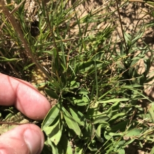 Brachyscome scapigera at Tantangara, NSW - 6 Mar 2021