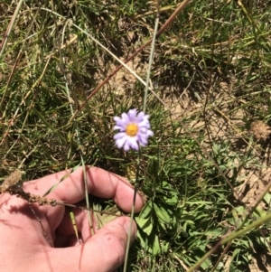 Brachyscome scapigera at Tantangara, NSW - 6 Mar 2021