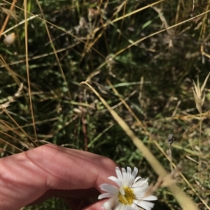 Brachyscome aculeata at Tantangara, NSW - 6 Mar 2021 03:12 PM