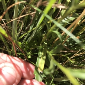 Brachyscome aculeata at Tantangara, NSW - 6 Mar 2021