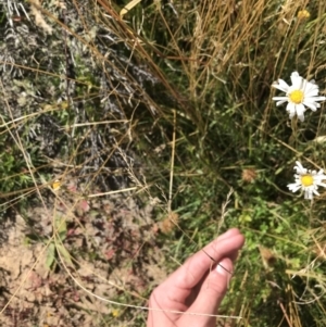 Brachyscome aculeata at Tantangara, NSW - 6 Mar 2021