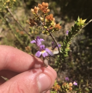 Euphrasia caudata at Bimberi, NSW - 6 Mar 2021