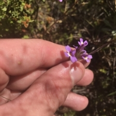 Euphrasia caudata at Bimberi, NSW - 6 Mar 2021