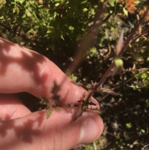 Euphrasia caudata at Bimberi, NSW - 6 Mar 2021