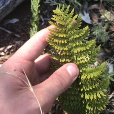 Polystichum proliferum (Mother Shield Fern) at Bimberi, NSW - 6 Mar 2021 by Tapirlord