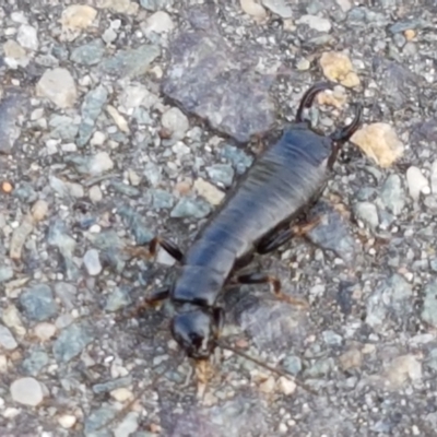 Anisolabididae (family) (Unidentified wingless earwig) at Lyneham, ACT - 9 Mar 2021 by tpreston