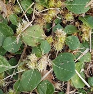 Alternanthera pungens at O'Connor, ACT - 10 Mar 2021 09:35 AM