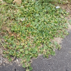 Alternanthera pungens at O'Connor, ACT - 10 Mar 2021 09:35 AM