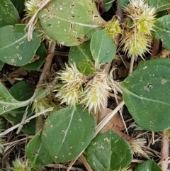 Alternanthera pungens at O'Connor, ACT - 10 Mar 2021 09:35 AM